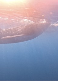 Фото отзыва 2: экскурсия "Активный день в&nbsp;Себу: снорклинг, каньонинг и&nbsp;водопады Кавасан"