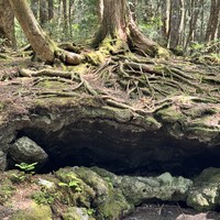 Фото отзыва 6: экскурсия "Фудзи – символ вечности: история, культура, природа"