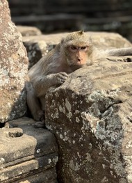 Фото отзыва 1: экскурсия "Храмы Ангкора: жемчужина Юго-Восточной Азии"