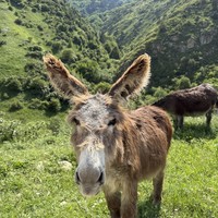 Фото отзыва 1: экскурсия "Северная Осетия: в сердце Дигорского ущелья (из Нальчика)"