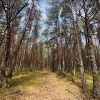 Фото отзыва 5: экскурсия "Из Светлогорска — на Куршскую косу и в Зеленоградск"