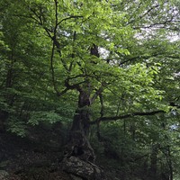 Фото отзыва 7: экскурсия "Олени, озеро Парз, треккинг с&nbsp;пикником и&nbsp;монастырь Гошаванк"