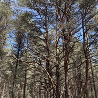 Фото отзыва 6: экскурсия "Куршская коса, Зеленоградск и дегустация в сыроварне Шаакен Дорф "