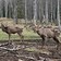Фото отзыва 2: экскурсия "Сафари-экскурсия в олений парк"