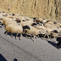 Фотография путешественника