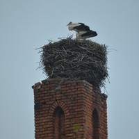 Фотография путешественника